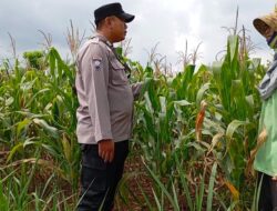 Polsek Tambakboyo Polresta Tuban Lakukan Monitoring Lahan Jagung Guna Dukung Ketahanan Pangan