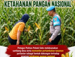Polsek Soko Polresta Tuban Turun Langsung Cek Tanaman Jagung Warga