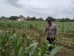Dukung Swasembada Pangan, Polsek Tambakboyo Polresta Tuban Monitoring Lahan Jagung Warga