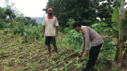 Polsek Grabagan Polresta Tuban Turun Langsung Cek Tanaman Jagung Warga