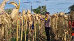 AIPTU CUCUK SUMULYONO DAMPINGI KADES NGAMPELREJO PANEN JAGUNG, WUJUD NYATA SINERGI POLRI DAN MASYARAKAT BANCAR