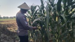 Polri Dukung Astacita, Polsek jenu Polres Tuban Turun Cek Tanaman Jagung Warga di Desa Kaliuntu