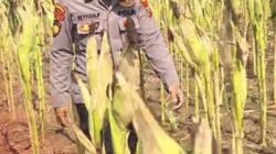Bhabinkamtibmas Polsek Widang Monitoring Pertumbuhan Jagung