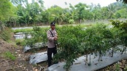 Dukung Petani Kembangkan Hortikultura, Bhabinkamtibmas Desa Jurumapin Sambangi Kebun Cabai di Agro Tamase