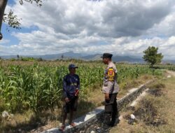 Dukung Swasembada Jagung Menuju Indonesia Emas, Bhabinkamtibmas Desa Pukat Sambangi Petani di Dusun Pukat