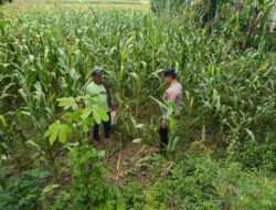 Polsek Tambakboyo Monitoring Lahan Jagung, Dukung Program Ketahanan Pangan