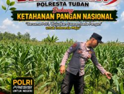 Polsek Bangilan Dukung Ketahanan Pangan Nasional Melalui Monitoring Tanaman Jagung