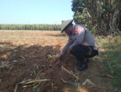 Polri Dukung Astacita, Polsek jenu Polres Tuban Turun Cek Tanaman Jagung Warga di Desa Kaliuntu