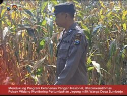 Mendukung Program Ketahanan Pangan, Bhabinkamtibmas Monitoring Pertumbuhan Jagung