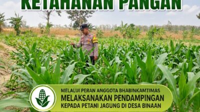 Mendukung Program Ketahanan Pangan Nasional Anggota Bhabinkamtibmas Polsek Senori Polresta Tuban Lakukan Pemantauan Tanaman Jagung Warga Desa Jatisari