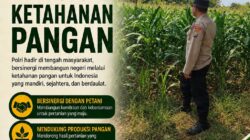Dukung Ketahanan Pangan, Anggota Polsek Bancar Turun Langsung Bantu Warga Desa Ngampelrejo Panen Jagung