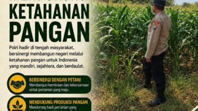 Dukung Ketahanan Pangan, Anggota Polsek Bancar Turun Langsung Bantu Warga Desa Ngampelrejo Panen Jagung