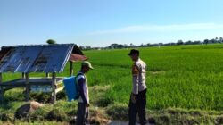 Dukung Ketahanan Pangan Nasional, Bhabinkamtibmas Desa Motong Sambangi Petani Padi dan Dorong Pemanfaatan Pekarangan