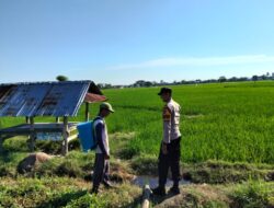 Dukung Ketahanan Pangan Nasional, Bhabinkamtibmas Desa Motong Sambangi Petani Padi dan Dorong Pemanfaatan Pekarangan