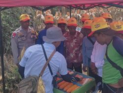 Dukung Nyata Program Ketahanan Pangan Nasional, Bhabinkamtibmas Polsek Donggo Hadiri Panen Raya Jagung