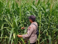 Polsek Tambakboyo Cek Lahan Jagung Warga, Dukung Swasembada Pangan Nasional