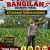 Polsek Bangilan Dukung Ketahanan Pangan Nasional Melalui Monitoring Tanaman Jagung