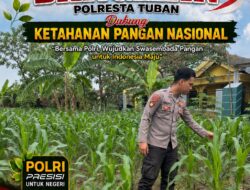 Polsek Bangilan Dukung Ketahanan Pangan Nasional Melalui Monitoring Tanaman Jagung