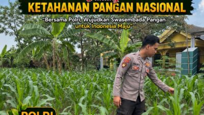 Polsek Bangilan Dukung Ketahanan Pangan Nasional Melalui Monitoring Tanaman Jagung