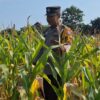 Mendukung Program Ketahanan Pangan, Bhabinkamtibmas Monitoring Pertumbuhan Jagung