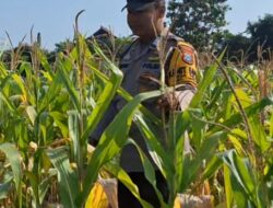 Mendukung Program Ketahanan Pangan, Bhabinkamtibmas Monitoring Pertumbuhan Jagung
