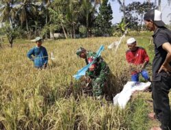 Babinsa Midang Dampingi Petani Hitung Potensi Panen