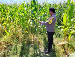 Dukung Ketahanan Pangan, Bhabinkamtibmas Desa Labuhan Burung Sambangi Petani dan Ajak Manfaatkan Lahan Produktif