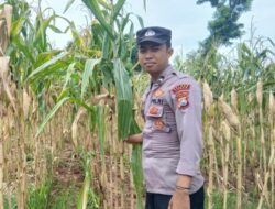 Polsek Tambakboyo Dampingi Panen Jagung Warga, Perkuat Ketahanan Pangan Desa Dasin