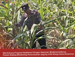 Mendukung Program Ketahanan Pangan, Bhabinkamtibmas Monitoring Pertumbuhan Jagung
