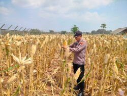 Polri Dukung Astacita, Polsek jenu Polres Tuban Turun Cek Tanaman Jagung Warga di Desa Sumurgeneng