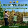 ANGGOTA POLSEK PARENGAN POLRESTA TUBAN DORONG KETAHANAN PANGAN MELALUI PENDAMPINGAN PETANI JAGUNG DI DESA KUMPULREJO KEC. PARENGAN KAB. TUBAN