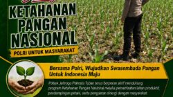 Wujudkan Swasembada Pangan, Polsek Jatirogo sambang lokasi lahan Jagung di Desa Bader