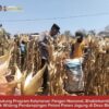 Mendukung Program Ketahanan Pangan, Bhabinkamtibmas Pendampingan Petani Panen Jagung