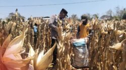 Mendukung Program Ketahanan Pangan, Bhabinkamtibmas Pendampingan Petani Panen Jagung