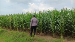 Polsek Tambakboyo Pantau Lahan Jagung Warga, Wujudkan Ketahanan Pangan dari Desa Mander