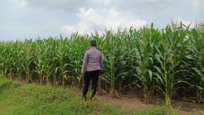 Polsek Tambakboyo Pantau Lahan Jagung Warga, Wujudkan Ketahanan Pangan dari Desa Mander