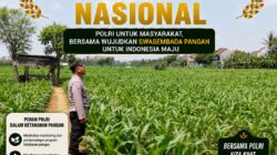 Polri Dukung Astacita, Polsek Semanding Polresta Tuban Turun Cek Tanaman jagung milik Warga di Desa Tegalagung