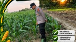 Polsek Bangilan Perkuat Ketahanan Pangan melalui Monitoring Tanaman Jagung