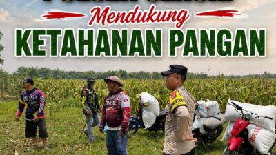 Anggota Bhabinkamtibmas Polsek Senori Polresta Tuban Turun ke ladang, Bantu Warga Desa Jatisari Panen Jagung