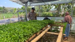 Bhabinkamtibmas Polsek Kenduruan Polresta Tuban Cek Pembibitan Cabai, Dukung Ketahanan Pangan Nasional