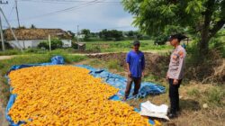 ​Dukung Ketahanan Pangan, Bripda Gustian Polsek Bancar Sambangi Petani dan Monitor Panen Jagung di Desa Pugoh