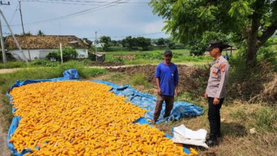 ​Dukung Ketahanan Pangan, Bripda Gustian Polsek Bancar Sambangi Petani dan Monitor Panen Jagung di Desa Pugoh