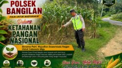 Polsek Bangilan Dukung Ketahanan Pangan Nasional Melalui Monitoring Tanaman Jagung