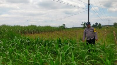 Polsek Jatirogo Turun ke Lahan produktif Desa Demit Wujudkan Dukungan Astacita Swasembada Pangan