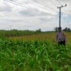 Polsek Jatirogo Turun ke Lahan produktif Desa Demit Wujudkan Dukungan Astacita Swasembada Pangan