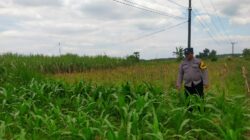 Polsek Jatirogo Turun ke Lahan produktif Desa Demit Wujudkan Dukungan Astacita Swasembada Pangan