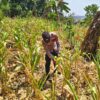 ANGGOTA POLSEK GRABAGAN SAMBANG DESA BINAAN, PANTAU LAHAN JAGUNG DAN MEMASTIKAN SISTEM IRIGASI MASIH LANCAR