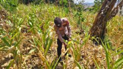 ANGGOTA POLSEK GRABAGAN SAMBANG DESA BINAAN, PANTAU LAHAN JAGUNG DAN MEMASTIKAN SISTEM IRIGASI MASIH LANCAR