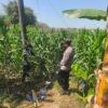 DALAM RANGKA MENDUKUNG PROGRAM KETAHANAN PANGAN, ANGGOTA POLSEK PARENGAN POLRESTA TUBAN SAMBANGI PETANI JAGUNG DI DESA SUKOREJO KEC. PARENGAN.