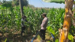 DALAM RANGKA MENDUKUNG PROGRAM KETAHANAN PANGAN, ANGGOTA POLSEK PARENGAN POLRESTA TUBAN SAMBANGI PETANI JAGUNG DI DESA SUKOREJO KEC. PARENGAN.